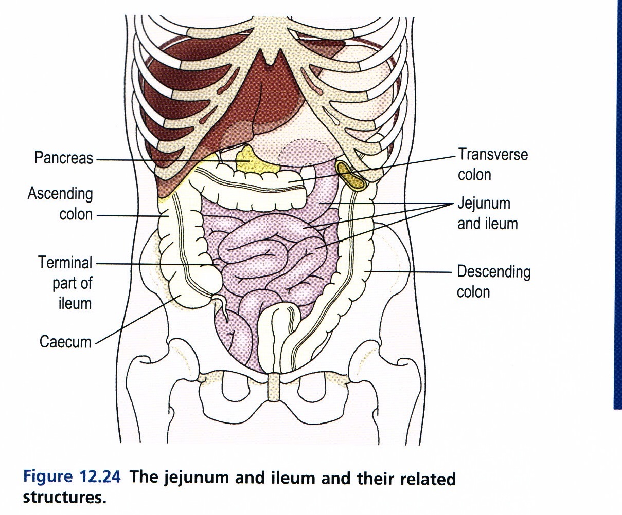 Card back image