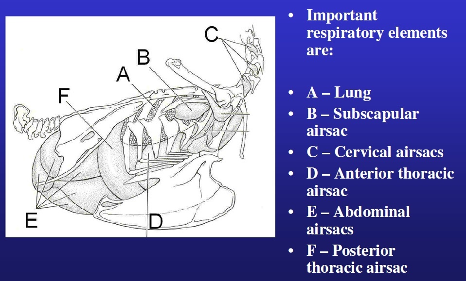 Card back image