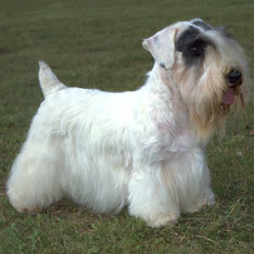 Card front image