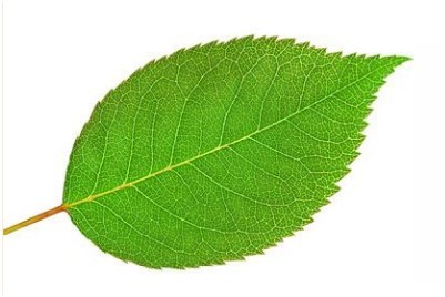 Card back image