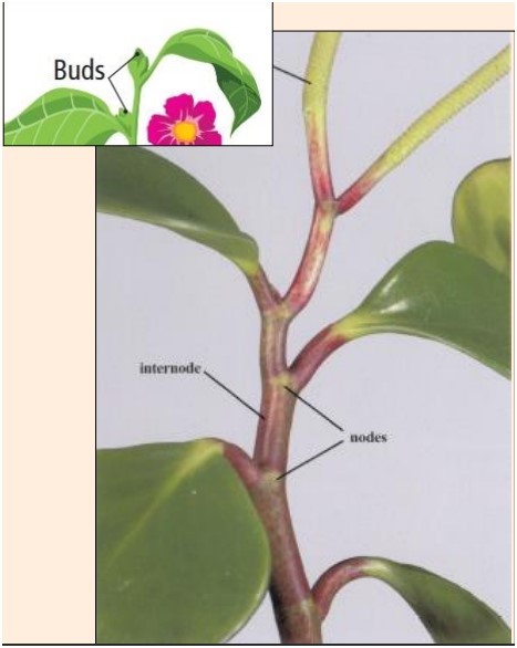 Card back image