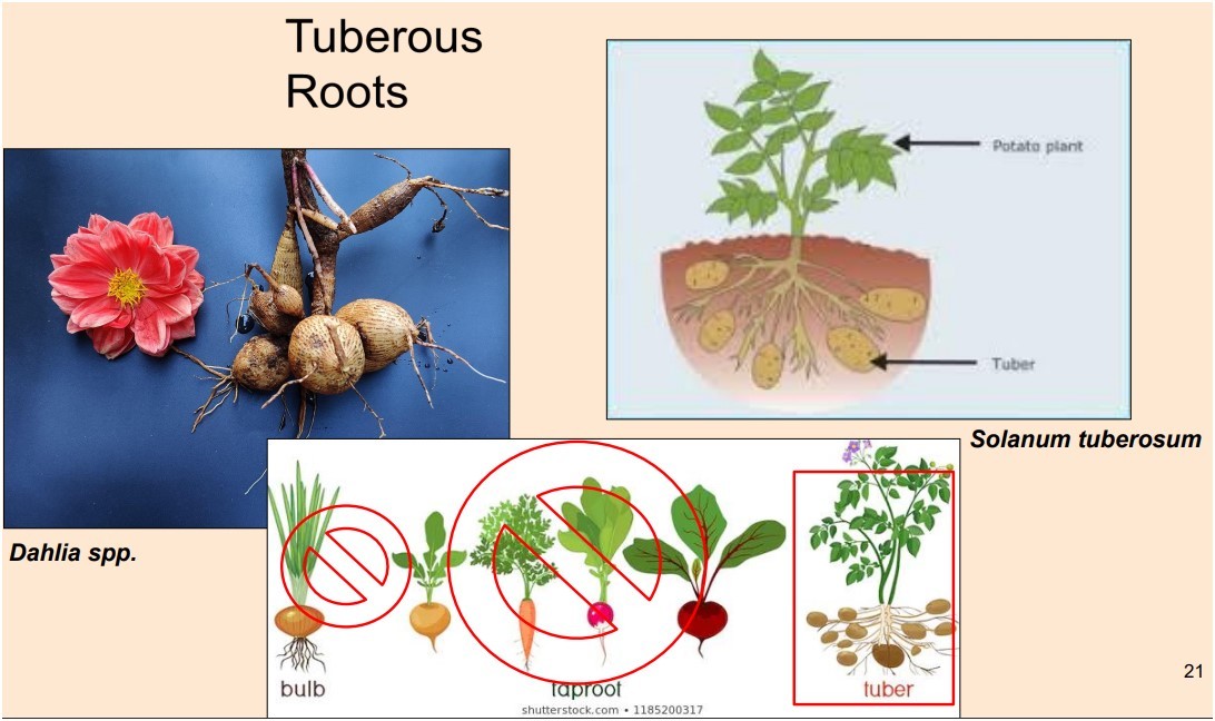 Card back image