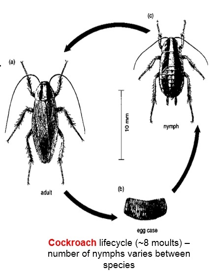 Card back image