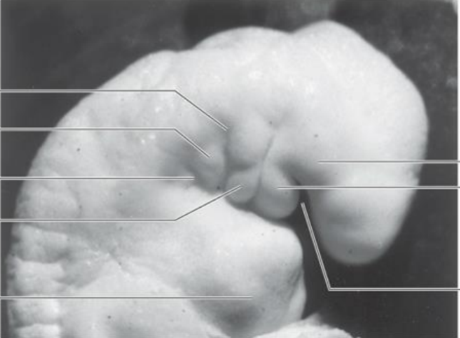 Card front image