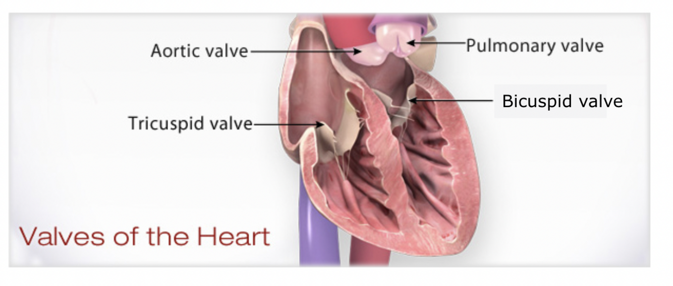 Card back image