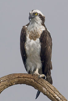 Card front image