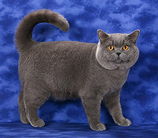 Card front image