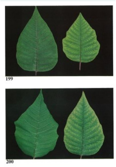 Card back image