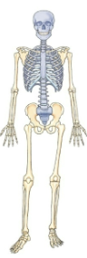 Card back image