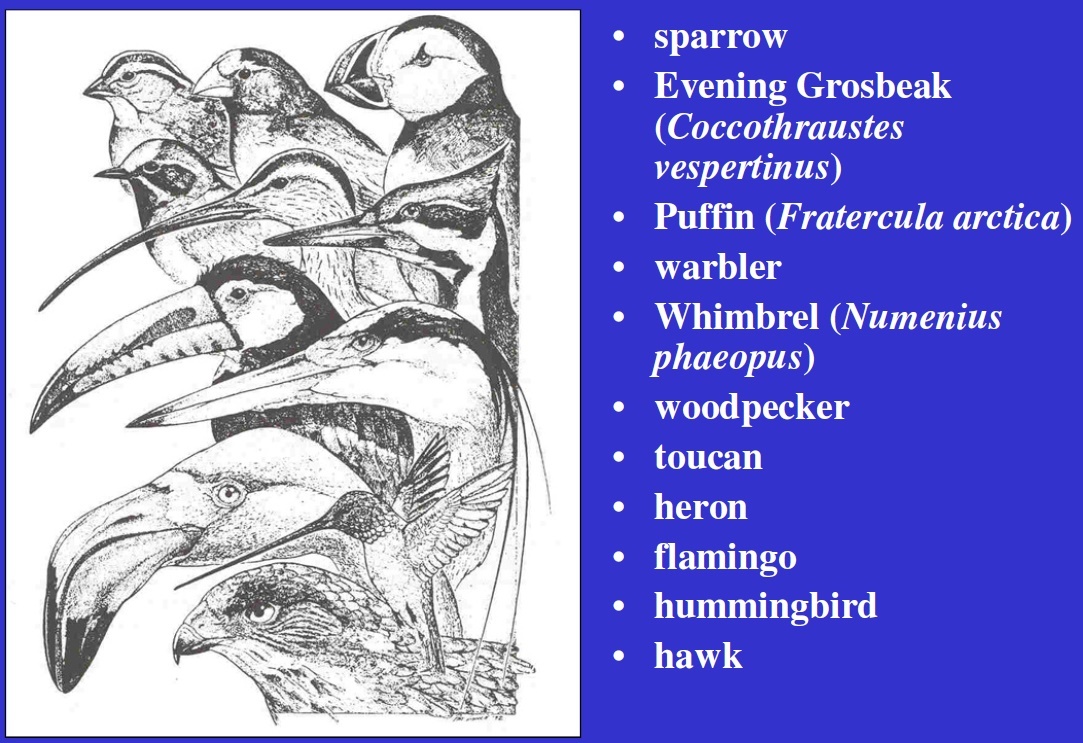 Card back image