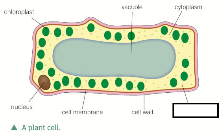 卡片正面图片