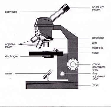 Card back image