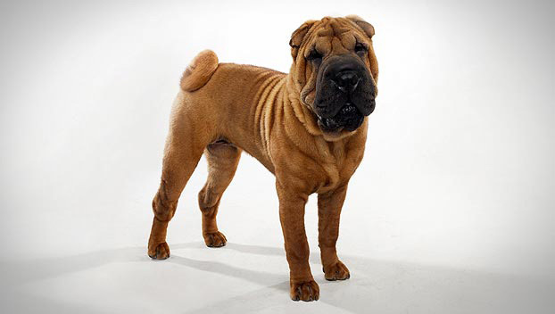 卡片正面图片