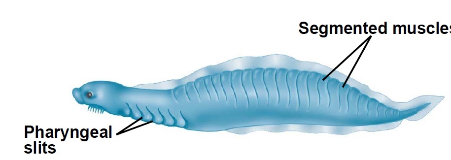 Card back image