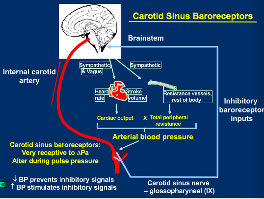 Card back image
