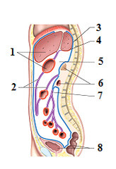 Card front image