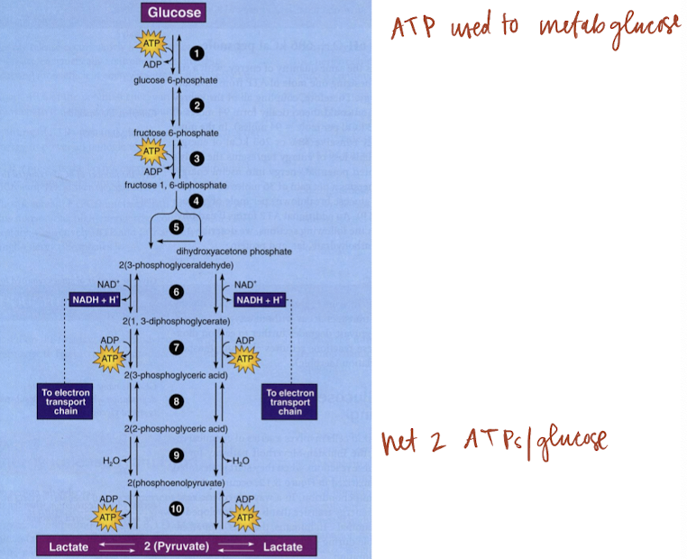 Card back image