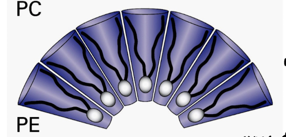 Card back image