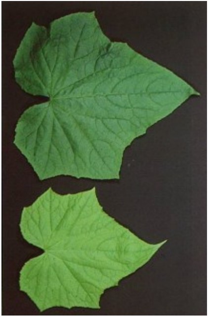 Card front image