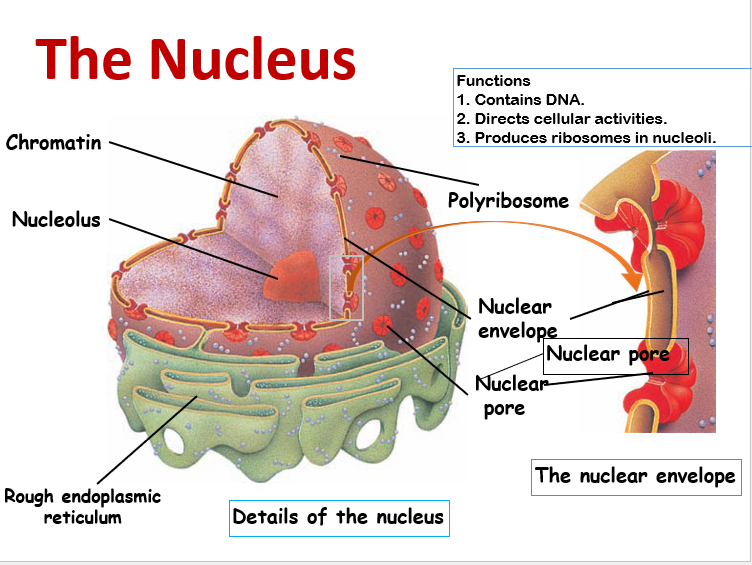 Card back image