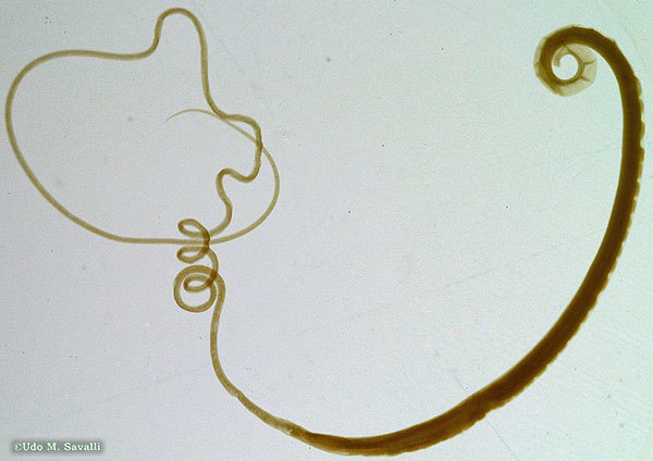 Card back image