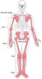 Card back image
